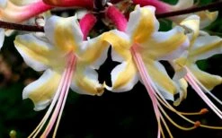 Millie Mac Native Azalea (Rhododendron) - 3 Gallon Pot 11 Millie Mac Native Azalea (Rhododendron) - 3 Gallon Pot -Azaleas Store rhododendron millie mac native azalea 15