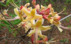 Millie Mac Native Azalea (Rhododendron) - 3 Gallon Pot 12 Millie Mac Native Azalea (Rhododendron) - 3 Gallon Pot -Azaleas Store rhododendron millie mac native azalea 2