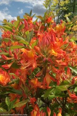 Smitty's Orange Crush Native Azalea (Rhododendron X) - 3 Gallon Pot -Azaleas Store rhododendron smittys orange crush native azalea 1