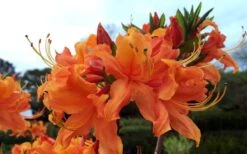 Smitty's Orange Crush Native Azalea (Rhododendron X) - 3 Gallon Pot -Azaleas Store rhododendron smittys orange crush native azalea 4