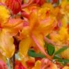 Tallulah Sunrise Native Azalea (Rhododendron) - 1 Gallon Pot -Azaleas Store rhododendron tallulah sunrise native azalea 100 thumbnail