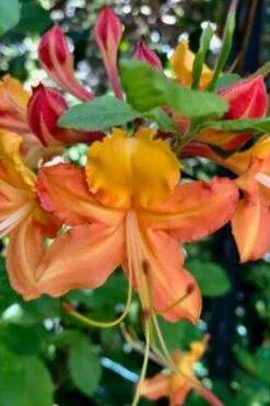 Verdie Sommerville Azalea (Rhododendron) - 3 Gallon Pot -Azaleas Store rhododendron verdie sommerville azalea 1