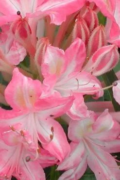 Ribbon Candy Swamp Azalea (Rhododendron Viscosum) - 1 Gallon Pot -Azaleas Store rhododendron viscosum ribbon candy swamp azalea 1 2