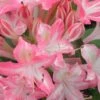 Ribbon Candy Swamp Azalea (Rhododendron Viscosum) - 3 Gallon Pot -Azaleas Store rhododendron viscosum ribbon candy swamp azalea 2