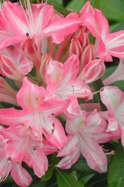 Ribbon Candy Swamp Azalea (Rhododendron Viscosum) - 3 Gallon Pot