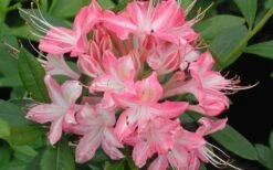 Ribbon Candy Swamp Azalea (Rhododendron Viscosum) - 1 Gallon Pot -Azaleas Store rhododendron viscosum ribbon candy swamp azalea 3 2