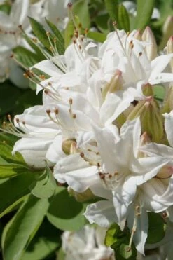 Swamp Azalea (Rhododendron Viscosum) - 3 Gallon Pot -Azaleas Store rhododendron viscosum swamp azalea 1