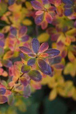 Swamp Azalea (Rhododendron Viscosum) - 3 Gallon Pot -Azaleas Store rhododendron viscosum swamp azalea 2