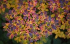 Ribbon Candy Swamp Azalea (Rhododendron Viscosum) - 3 Gallon Pot -Azaleas Store rhododendron viscosum swamp azalea 3