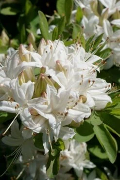 Swamp Azalea (Rhododendron Viscosum) - 3 Gallon Pot -Azaleas Store rhododendron viscosum swamp azalea 5