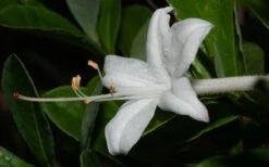 Swamp Azalea (Rhododendron Viscosum) - 3 Gallon Pot -Azaleas Store rhododendron viscosum swamp azalea 8