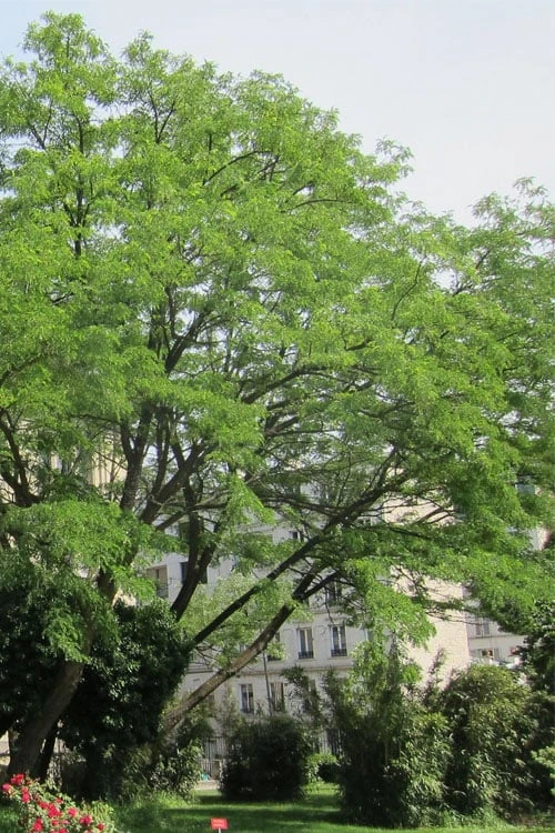 Black Locust Tree - 3 Gallon Pot 9 Black Locust Tree - 3 Gallon Pot - Image 7