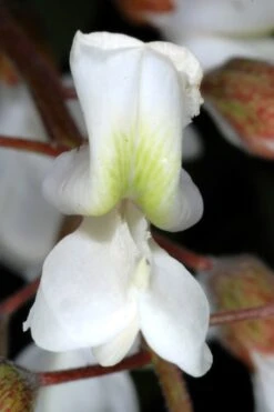 Black Locust Tree - 3 Gallon Pot 24 Black Locust Tree - 3 Gallon Pot -Azaleas Store robinia pseudoacacia black locust tree 2