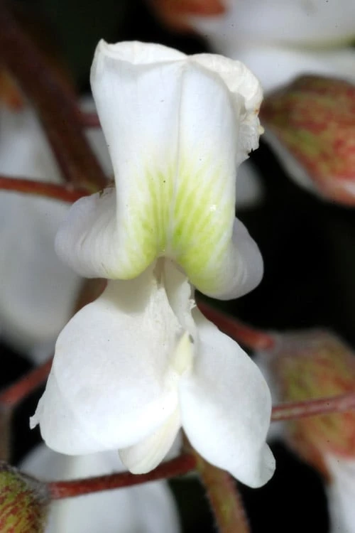 Black Locust Tree - 3 Gallon Pot 12 Black Locust Tree - 3 Gallon Pot - Image 10