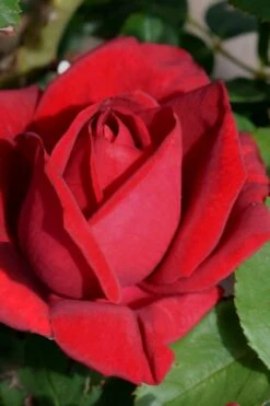 Easy Elegance Kashmir Rose - 7 Gallon Pot -Azaleas Store rose easy elegance kasmhir 1