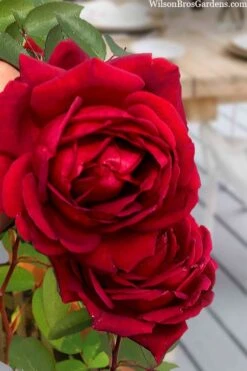 Easy Elegance Kashmir Rose - 7 Gallon Pot -Azaleas Store rose easy elegance kasmhir 2