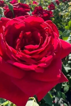 Easy Elegance Kashmir Rose - 7 Gallon Pot -Azaleas Store rose easy elegance kasmhir 3