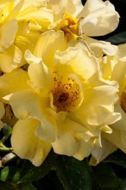 Lemon Drift Groundcover Rose - 3 Gallon Pot -Azaleas Store rose lemon drift 1