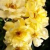 Lemon Drift Groundcover Rose - 3 Gallon Pot -Azaleas Store rose lemon drift 3