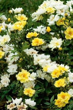 Lemon Drift Groundcover Rose - 3 Gallon Pot -Azaleas Store rose lemon drift 5