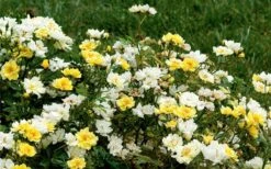 Lemon Drift Groundcover Rose - 3 Gallon Pot -Azaleas Store rose lemon drift 6