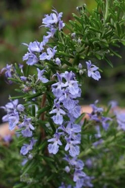 Blue Lagoon Rosemary - 6 Pack Of Pint Pots -Azaleas Store rosmarinus officinalis blue lagoon rosemary 3