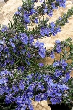 Blue Lagoon Rosemary - 6 Pack Of Pint Pots -Azaleas Store rosmarinus officinalis blue lagoon rosemary 5