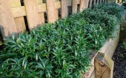 Fragrant Valley Sweetbox (Sarcococca) - 2 Gallon Pot 12 Fragrant Valley Sweetbox (Sarcococca) - 2 Gallon Pot -Azaleas Store sarcoccoca hookeriana sarsid 1 fragrant valley sweetbox 10