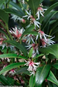 Fragrant Valley Sweetbox (Sarcococca) - 2 Gallon Pot 14 Fragrant Valley Sweetbox (Sarcococca) - 2 Gallon Pot -Azaleas Store sarcoccoca hookeriana sarsid 1 fragrant valley sweetbox 5