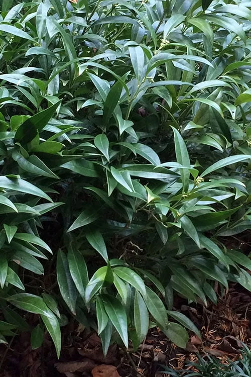 Fragrant Valley Sweetbox (Sarcococca) - 2 Gallon Pot 7 Fragrant Valley Sweetbox (Sarcococca) - 2 Gallon Pot - Image 5