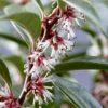 Fragrant Valley Sweetbox (Sarcococca) - 2 Gallon Pot -Azaleas Store sarcoccoca hookeriana sarsid 1 fragrant valley sweetbox 7