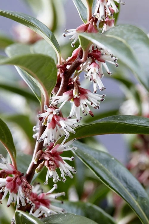 Fragrant Valley Sweetbox (Sarcococca) - 2 Gallon Pot 3 Fragrant Valley Sweetbox (Sarcococca) - 2 Gallon Pot