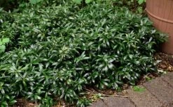 Fragrant Valley Sweetbox (Sarcococca) - 2 Gallon Pot 15 Fragrant Valley Sweetbox (Sarcococca) - 2 Gallon Pot -Azaleas Store sarcoccoca hookeriana sarsid 1 fragrant valley sweetbox 9