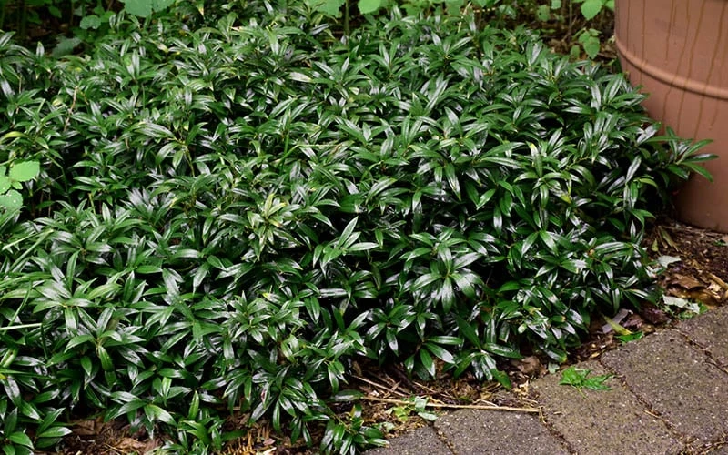 Fragrant Valley Sweetbox (Sarcococca) - 2 Gallon Pot 9 Fragrant Valley Sweetbox (Sarcococca) - 2 Gallon Pot - Image 7