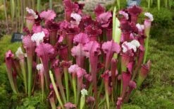 Juthatip Soper Pitcher Plant (Saracennia) - 2.5 Quart Pot -Azaleas Store sarracenia juthatip soper pitcher plant 6