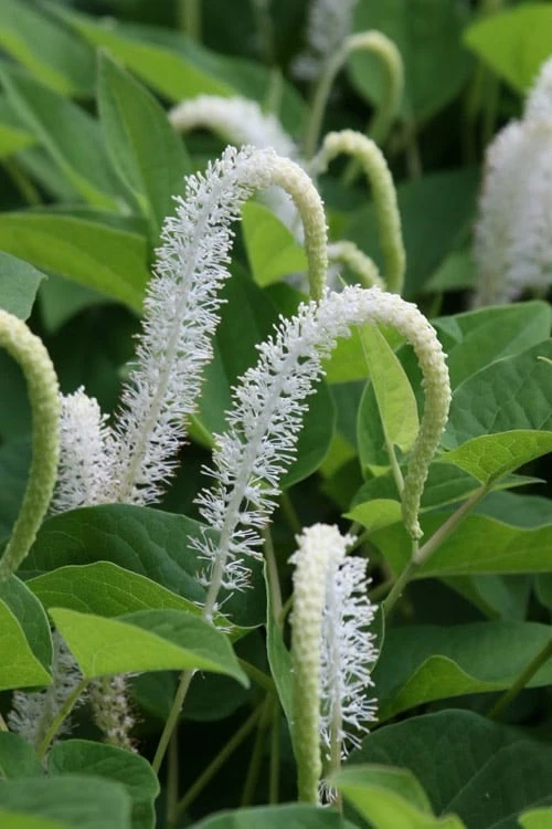 Lizard's Tail Swamp Lily (Saururus Cernuus) - 8 Pack Of 1 Gallon Pots 3 Lizard's Tail Swamp Lily (Saururus Cernuus) - 8 Pack Of 1 Gallon Pots