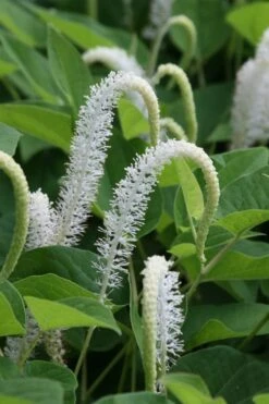 Lizard's Tail Swamp Lily (Saururus Cernuus) - 6 Pack Of 1 Gallon Pots