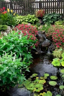 Lizard's Tail Swamp Lily (Saururus Cernuus) - 6 Pack Of 1 Gallon Pots -Azaleas Store saururus cernuus lizards tail swamp lily 8 2