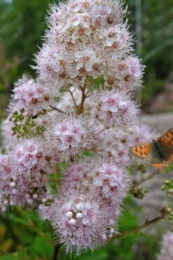 White Meadowsweet (Spirea Alba) - 3 Gallon Pot