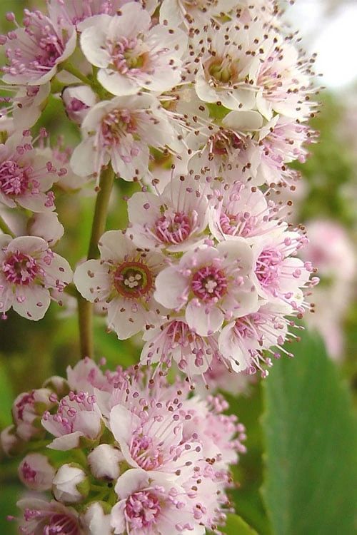 White Meadowsweet (Spirea Alba) - 3 Gallon Pot 5 White Meadowsweet (Spirea Alba) - 3 Gallon Pot - Image 3