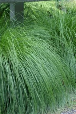Prairie Dropseed Grass (Sporobolis Heterolepis) - 1 Gallon Pot -Azaleas Store sporobolis heterolepis prairie dropseed grass 1