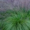 Prairie Dropseed Grass (Sporobolis Heterolepis) - 1 Gallon Pot -Azaleas Store sporobolis heterolepis prairie dropseed grass 19