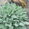 Helen Von Stein Lambs Ears (Big Ears) - 1 Gallon Pot -Azaleas Store stachys byzantina helen von stein lambs ear 105