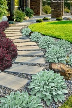 Helen Von Stein Lambs Ears (Big Ears) - 1 Gallon Pot -Azaleas Store stachys byzantina helen von stein lambs ear 111