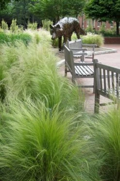 Pony Tails Mexican Feather Grass (Stipa Tennuissima) - 6 Pack Of Quart Pots