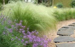 Pony Tails Mexican Feather Grass - Stipa Tennuissima - 1 Gallon Pot -Azaleas Store stipa tenuissima ponytails mexican feather grass 105 2