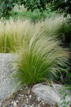 Pony Tails Mexican Feather Grass (Stipa Tennuissima) - 5 Pack Of Quart Pots -Azaleas Store stipa tenuissima ponytails mexican feather grass 107 1