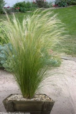 Pony Tails Mexican Feather Grass (Stipa Tennuissima) - 5 Pack Of Quart Pots -Azaleas Store stipa tenuissima ponytails mexican feather grass 111 1