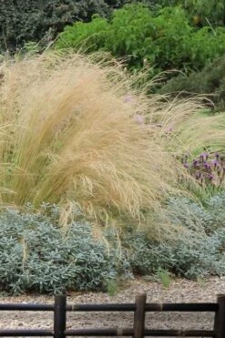 Pony Tails Mexican Feather Grass - Stipa Tennuissima - 1 Gallon Pot -Azaleas Store stipa tenuissima ponytails mexican feather grass 117 2