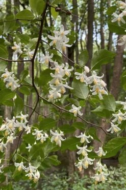 American Snowbell Tree (Styrax Americanus) - 1 Gallon Pot -Azaleas Store styrax americanus american snowbell 12